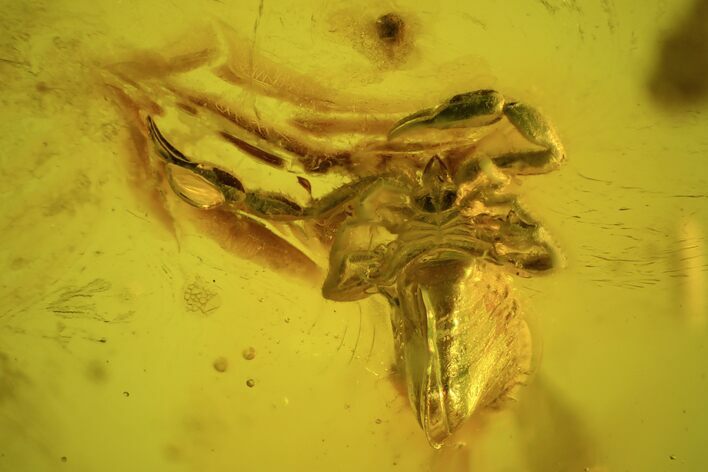 Fossil Pseudoscorpion (Arachnid) Preserved In Baltic Amber #73315